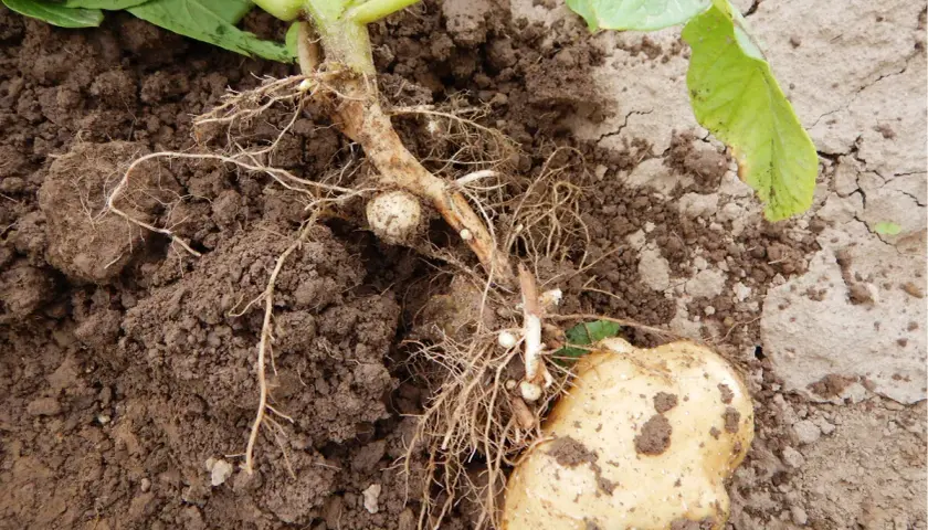 Kartoffelstaude mit Wurzeln und einer Knolle im Boden. Kleine, weiße Knöllchen deuten auf Rhizoctonia bei Kartoffeln hin.