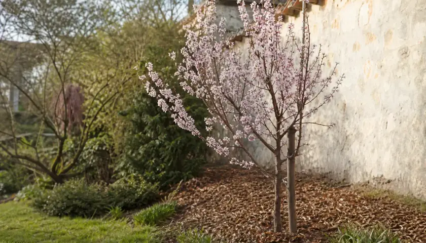 Un jeune abricotier en fleurs, aux délicates fleurs roses, se dresse près d'un mur de pierre ancien.