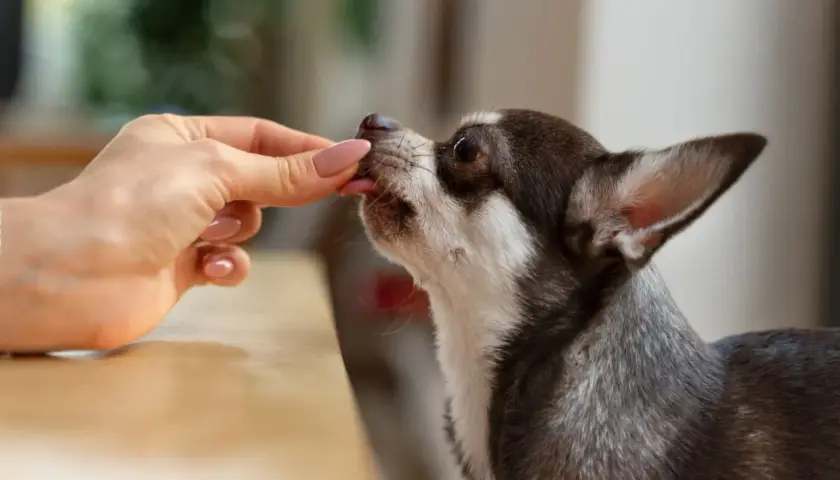 Chihuahua zjada przysmak z ręki. Może to być karma lub lek, np. pyralgina dla psa, podana w formie smakołyku.