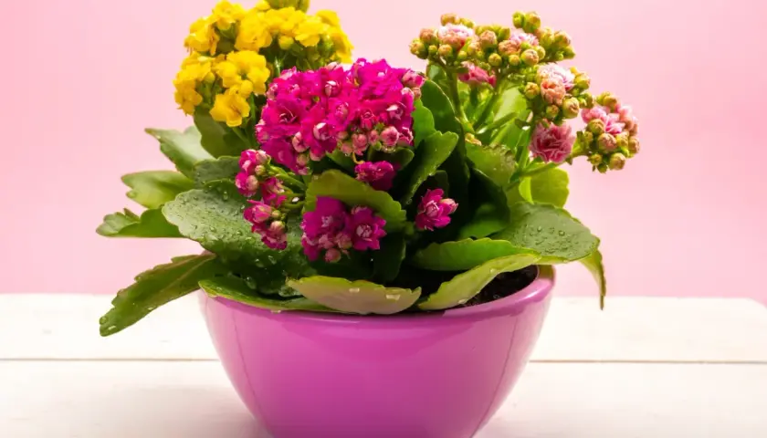 Kalanchoe jak dbać? Kolorowe kwiaty w doniczce, żółte, różowe i fuksjowe. Liście z kroplami wody.
