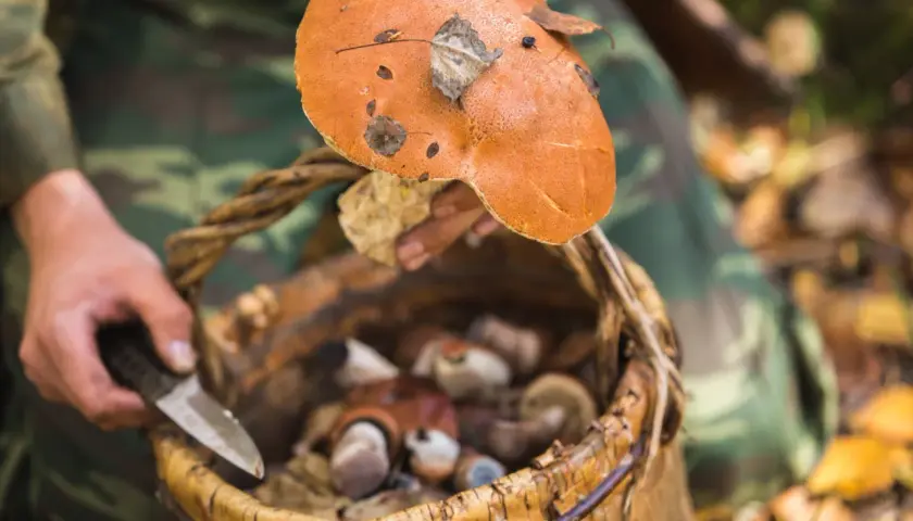 Stojaki grzyb i stojak do przechowywania fungi