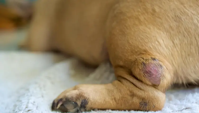 Primo piano di un cane con un tumore cutaneo sulla zampa posteriore. La lesione è rossa e leggermente gonfia.
