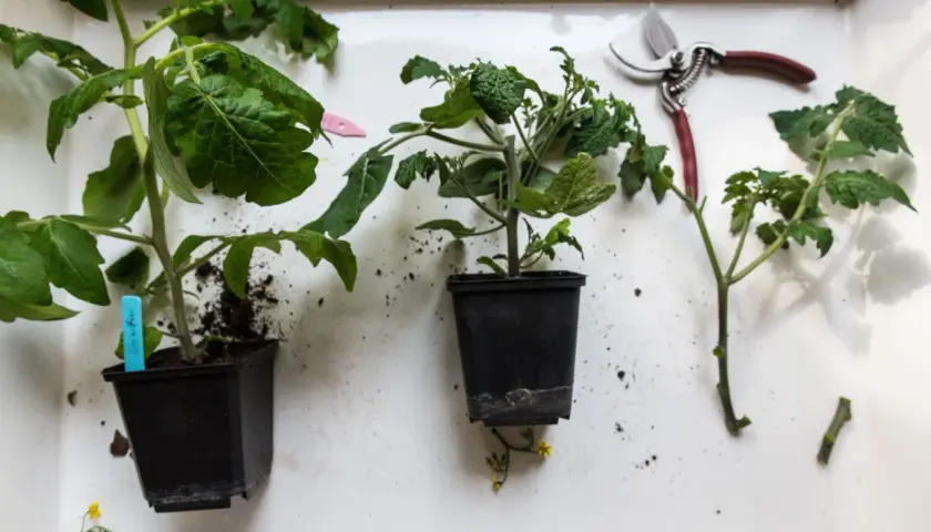 Små tomatplantor i krukor, en sekatör och jord. Snart dags att tjuva tomater och få en rik skörd.