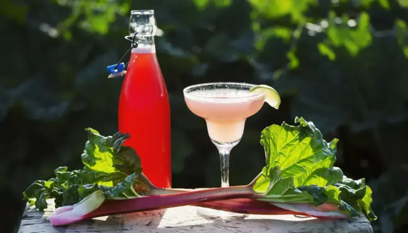 Butelka z czerwonym napojem, kieliszek z różowym drinkiem i rabarbar na drewnianym tle.