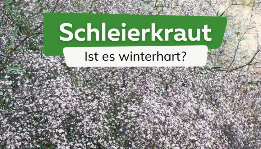 Schleierkraut, zart und blütenreich, fragt: Ist es winterhart? Ja, viele Sorten sind winterhart und schmücken den Garten auch im nächsten Jahr.
