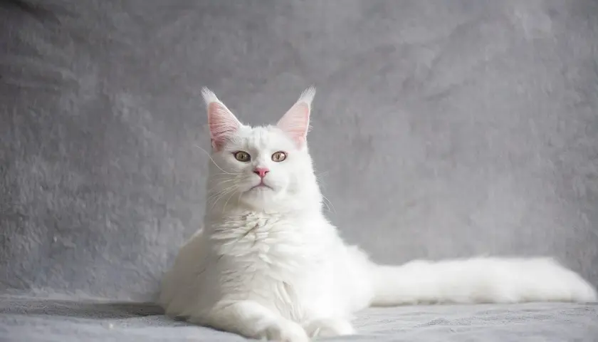 Biały kot Maine Coon z zielonymi oczami, jakby patrzył, czy koty wracają po śmierci.