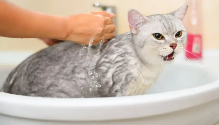 A wet, unhappy cat in a sink, with a hand pouring water over it. This might explain why do cats hate water.