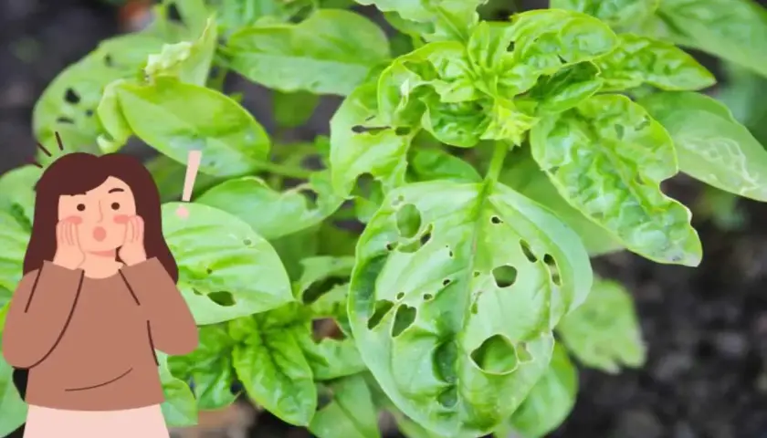 Una persona sorpresa guarda le foglie di basilico bucherellate, segno che ci sono insetti che mangiano le foglie delle piante.