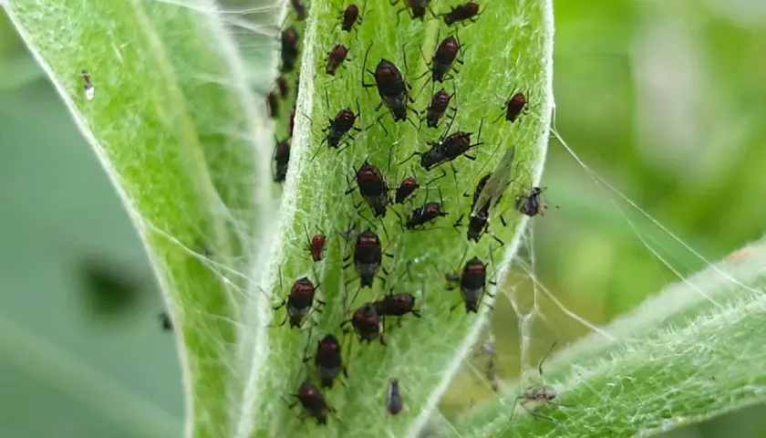 Une invasion de pucerons sur une feuille verte. Un remède de grand-mère pour tuer les pucerons serait idéal pour s'en débarrasser.