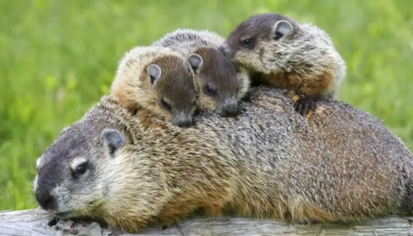 Drei junge Murmeltiere kuscheln sich auf dem Rücken eines Erwachsenen. Sie scheinen sich auf den bevorstehenden Winterschlaf vorzubereiten.