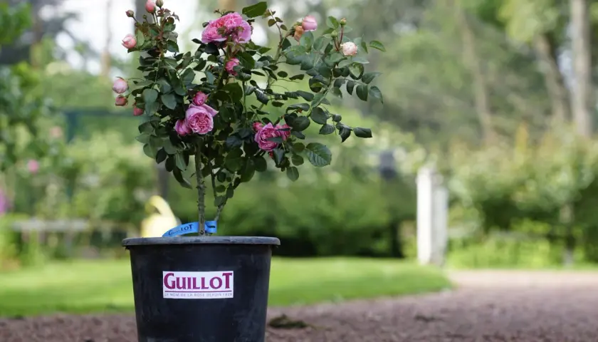 Un rosier en pot, prêt pour son arrosage, arbore de délicates fleurs roses et des boutons. Le pot porte la marque Guillot.