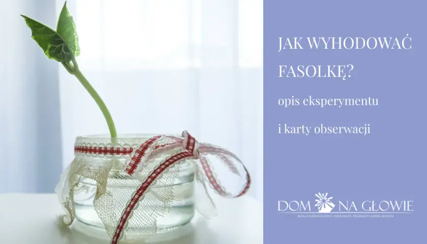 Fasolka w słoiku, ozdobionym wstążkami, jako opis eksperymentu "Jak wyhodować fasolkę?".