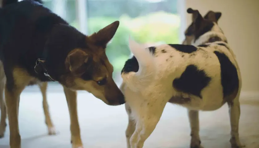 Two dogs greet each other. The dog on the left sniffs the rear of the dog on the right, a common way dogs learn about each other.