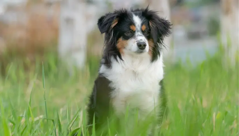 Ein süßer australian shepherd mini sitzt im hohen Gras.