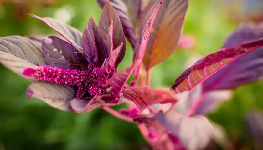 En närbild av en mörklila amarant med en borstliknande rosa blomma. Bladen är djupt purpurfärgade med inslag av rött och grönt i bakgrunden.