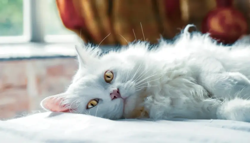 Gato blanco de pelo largo, con ojos dorados, descansa plácidamente. ¡Cuidado con las bolas de pelo gatos!