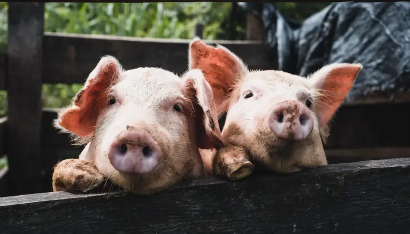 Dos cerditos curiosos asoman por encima de una valla de madera. Parecen soñar con cerdos y aventuras en el campo.