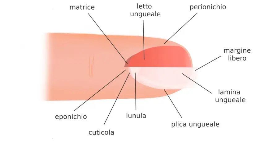 Diagramma illustra la struttura delle unghie, mostrando matrice, letto ungueale, perionichio, margine libero, lamina ungueale, plica ungueale, lunula, eponichio e cuticola.