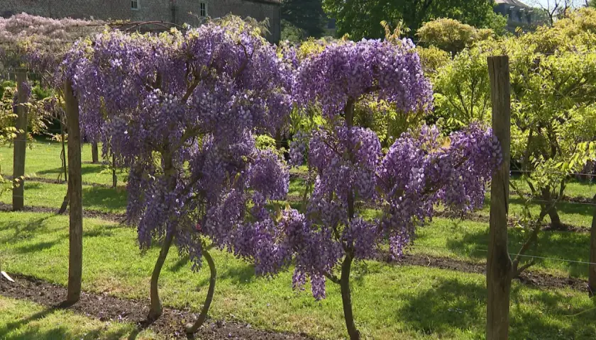 Des arbres en forme de cœur, couverts de grappes de glycine fleur, s'épanouissent dans un jardin verdoyant.