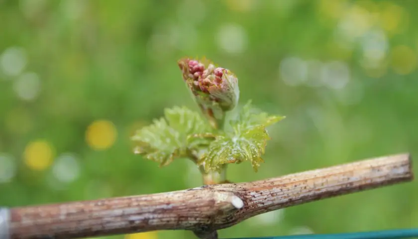 Junge Weinrebe mit Triebspitze und Blättern. Kleine rote Knospen deuten auf eine mögliche Schwarzfleckenkrankheit der Weinrebe hin.