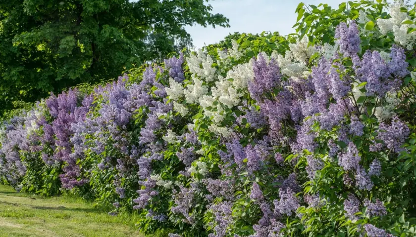 En lång häck av blommande syren sorter i lila och vita nyanser, med gröna blad och en gräsmatta framför.