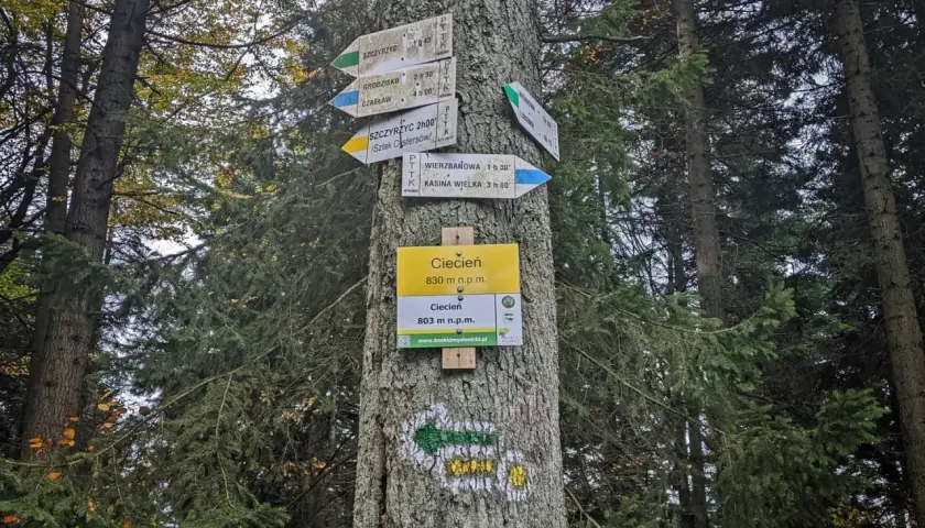 Znaki szlaku turystycznego na drzewie wskazują drogę do Ciecienia, 830 m n.p.m. W lesie widać wiele kierunków.