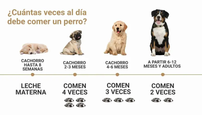 Guía visual: ¿cuántas veces al día come un perro? Cachorros hasta 8 semanas comen 4 veces, de 2-3 meses 3 veces, y adultos 2 veces.