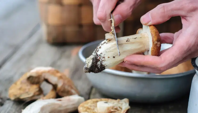 Manos limpiando boletus con un cuchillo, preparándolos para cocinar. Aprende como limpiar boletus fácilmente.