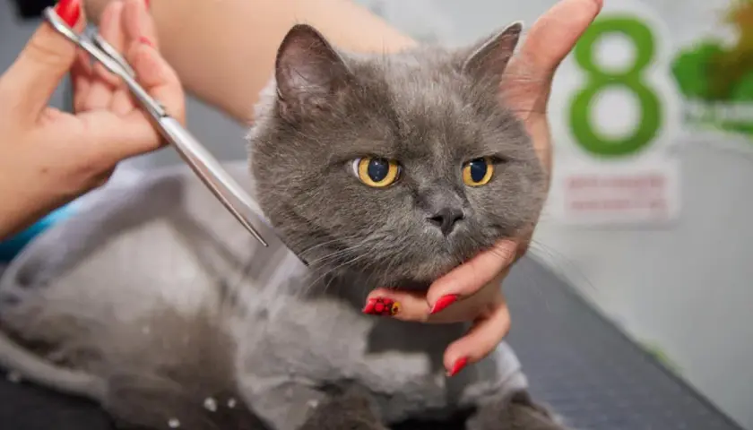 Un gato gris con ojos amarillos está siendo esquilado. Se puede cortar el pelo a los gatos para su cuidado.