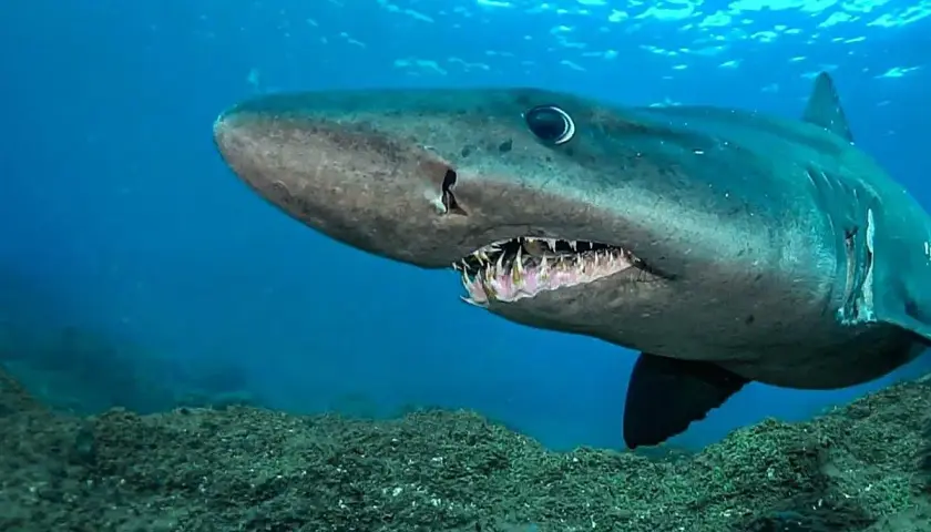 Tiburón de aguas profundas, uno de los peces de Canarias, nada sobre un lecho marino rocoso.