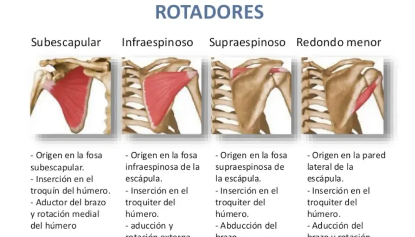 Conoce los músculos del manguito rotador y su importancia en el hombro