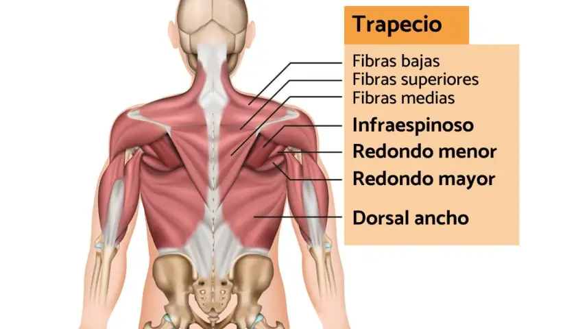 Anatomía de la espalda, mostrando el músculo trapecio y sus fibras. Una contractura trapecio puede afectar estas áreas.