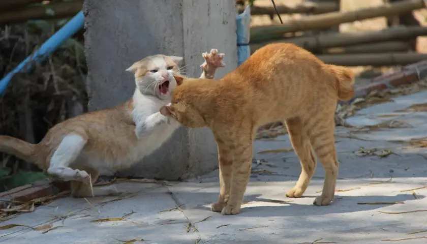 Dos gatos, uno blanco y naranja, el otro naranja, se enfrentan. El blanco y naranja abre la boca en un maullido, mientras el naranja se inclina. Una escena de cómo presentar a dos gatos.