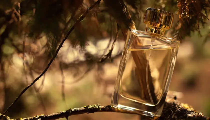 Szklana buteleczka perfum na gałęzi drzewa, sugerująca, jak pachnie drzewo sandałowe.