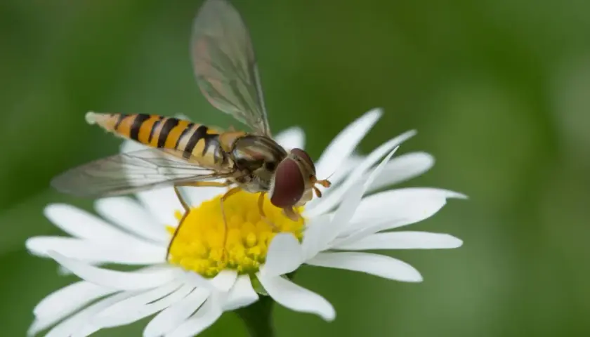 Un syrphe insecte, aux rayures jaunes et noires, butine une marguerite blanche.