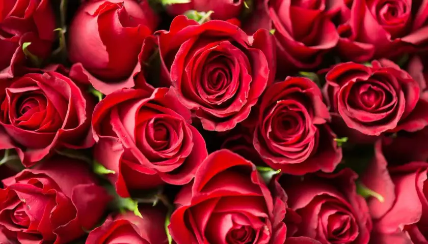 Un mazzo di rose rosse, simbolo di passione. Se un uomo ti desidera, i segnali sono chiari come il colore di questi fiori.