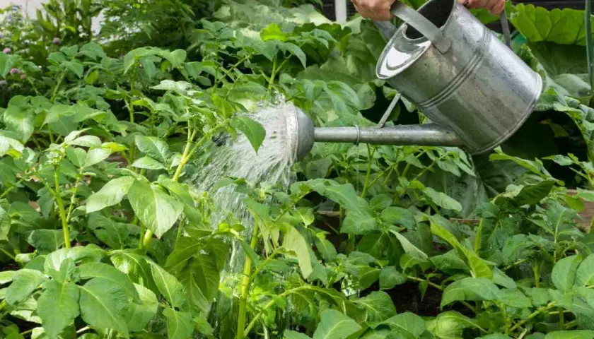 Arroser les pommes de terre est essentiel pour leur croissance. Une main verse de l'eau d'un arrosoir sur un champ de jeunes plants de pommes de terre verts et luxuriants.