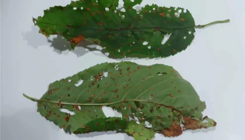 Due foglie verdi di albicocco, perforate e macchiate di ruggine, mostrano i segni di una malattia.