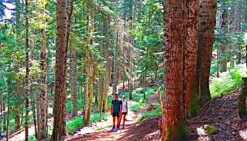 Pareja paseando por el **bosc del gerdar**, un sendero rodeado de altos árboles y vegetación frondosa.