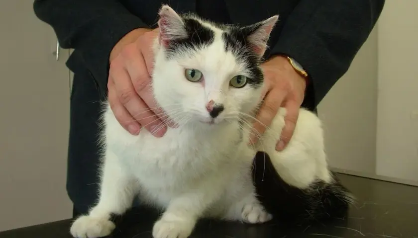 A black and white cat with green eyes is being held by a person. The cat appears calm, perhaps undergoing a check-up for issues like ibs in cats.
