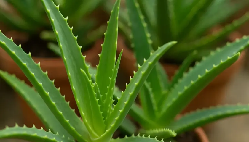 Foglie carnose e verdi di aloe vera, con bordi seghettati, in vasi di terracotta.