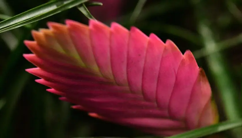 Die Tillandsia cyanea zeigt ihre leuchtend pinke Blütenähre, umgeben von grünen Blättern.