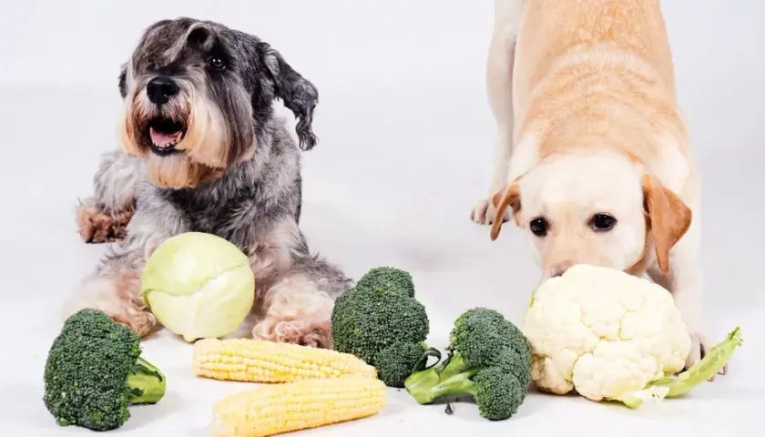Dwa psy, jeden szorstkowłosy, drugi lablador, leżą obok warzyw. Czy pies może kalafior? Labrador wącha kalafior, a obok leżą brokuły i kukurydza.