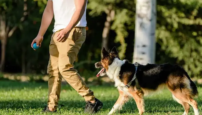 Tresura border collie: Wychowaj inteligentnego psa z pasją!