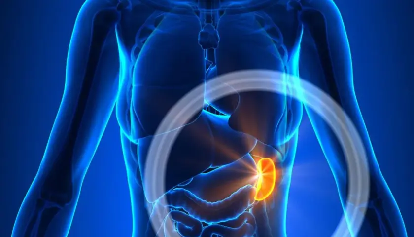 Anatomical rendering of a human torso, highlighting a glowing orange spleen, indicating a powiększona śledziona.