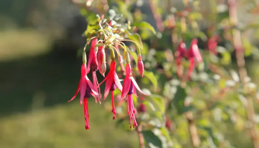 Grappe de fleurs de plante fuchsia aux pétales rouges et violets, tombant gracieusement.