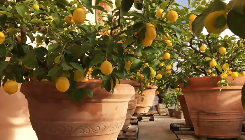 Alberi di limone carichi di frutti gialli, in grandi vasi di terracotta, un esempio di limone coltivazione in serra.