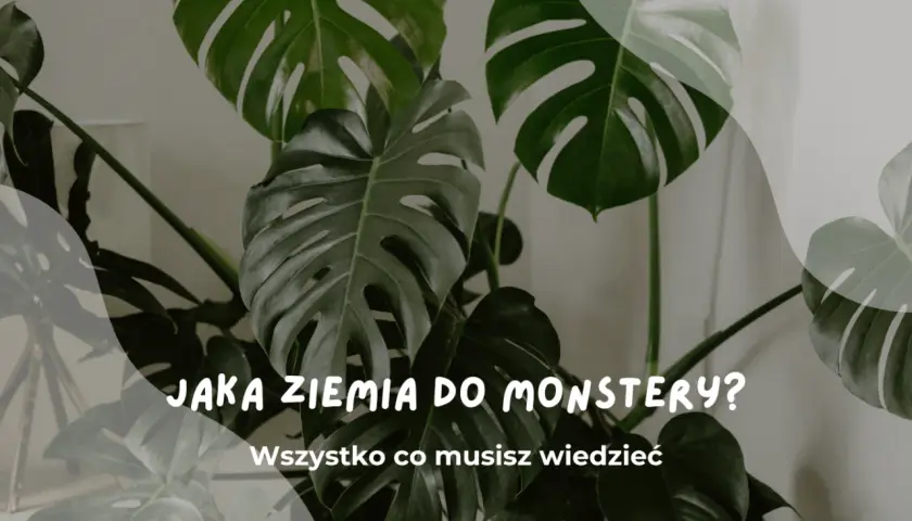 Duże, zielone liście monstery. Tekst: "Jaka ziemia do monstery? Wszystko co musisz wiedzieć".
