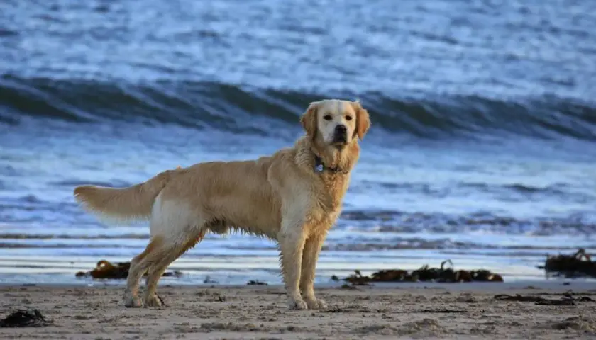 Golden retriever en la playa, con el mar azul de fondo. ¿Por qué se le corta la cola a los perros?