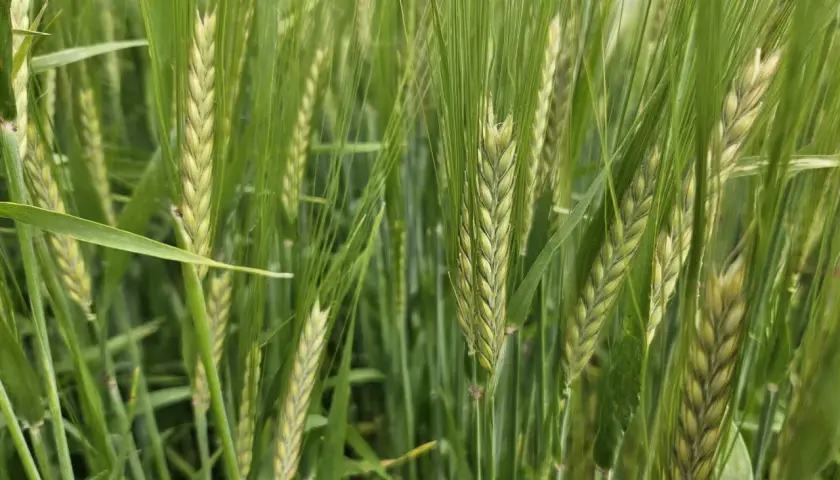 Nahaufnahme von grünen Gerstenähren, die auf einem Feld wachsen. Verschiedene winterbraugerste sorten sind hier zu sehen, bereit für die Ernte.